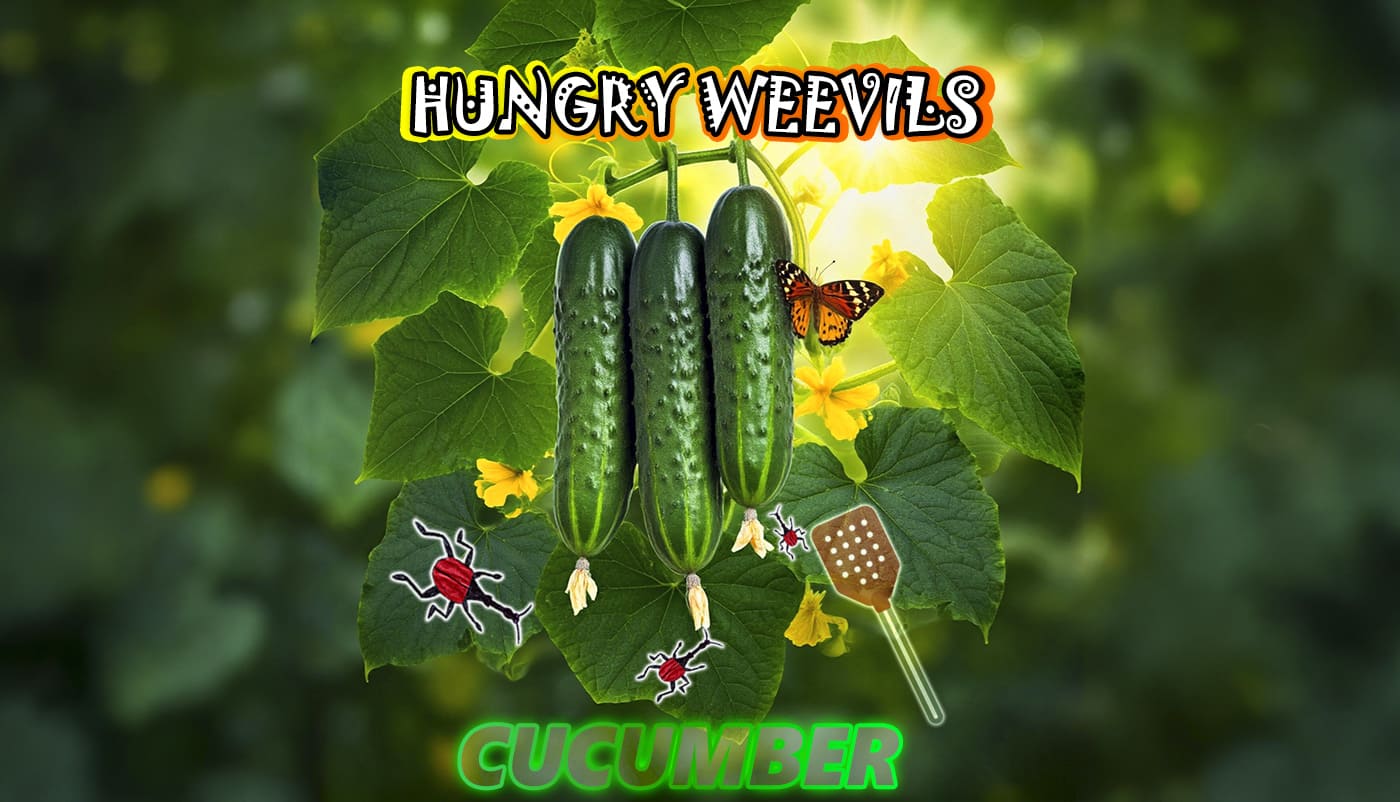 Cucumbers: Refreshing Coolness and Protection from Pests
